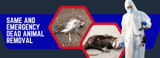 We Offer Same and Emergency Dead Animal Removal Service